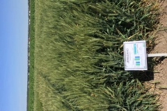 16. jerezano en lebrija