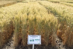 28. antequera en santaella