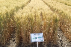 29. jerezano en santaella