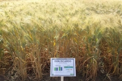 30. don ricardo en santaella