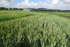 4. espigas de valeroso