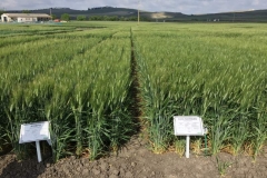 5. don norman en jerez