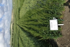 7. marchena en jerez