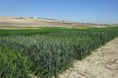 10. ensayos triticale