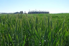 11. triticale y silos san dionisio