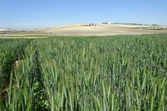 12. espigas de triticale