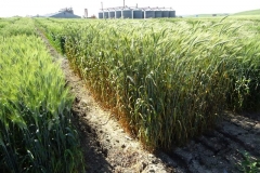 18. triticale enfermo