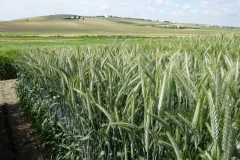 21. espigas de triticale