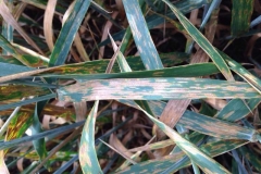 34. septoria tritici