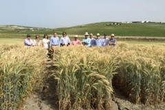 40. madurando con grietas por sequa