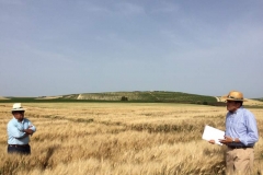 41. hablando de trigos