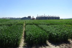 5. ensayos trigo harinero