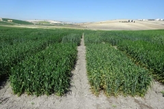 6. amarilleo en harineros susceptibles