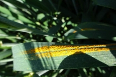 7. llega la roya amarilla