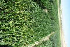 9. variedad susceptible a roya