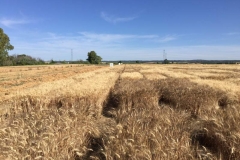 11. panormica ensayos en mayo