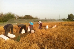 28. cosechando ensayos de guisante