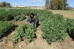 32. vivero habas csic-agrovegetal