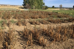 34. vivero de habas arrasado por el jopo