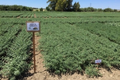 37. ensayo de garbanzos de agrovegetal