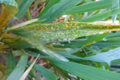 4. roya amarilla en trigo harinero