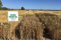 5. ensayos de trigo duro