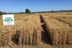 6. ensayos trigo harinero