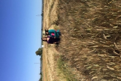 7. con trigo duro de raspa negra