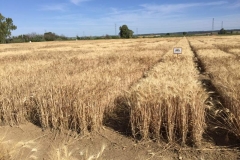 8. ensayos madurando