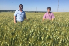 4-espigas-de-don-ricardo