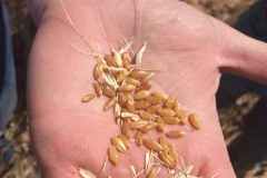 7-granos-de-don-sebastian-en-secano