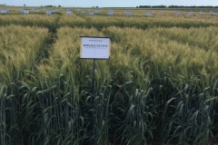 03-nueva-variedad-borlaug