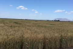 04-ensayos-de-tirgo-harinero