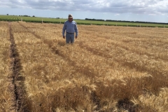 05-harineros-en-riego-reducido