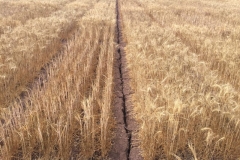 06-variedad-tolerante-a-la-sequia