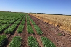 08-ensayos-de-tolerancia-al-calor