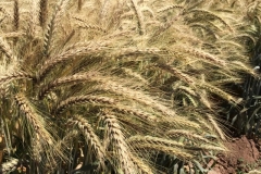 09-espigas-de-triticale
