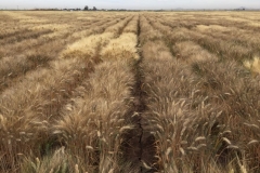 13-ensayos-de-trigo-duro