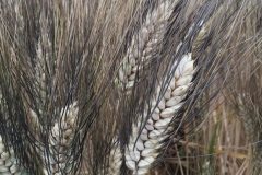 14-duros-raspinegros