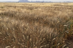 16-parcela-seleccionada