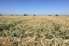 17-ensayos-de-triticale