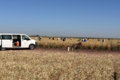 18-seleccion-manual-de-espigas