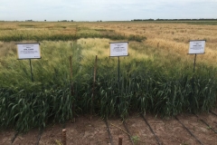 20-ensayo-histirico-duros