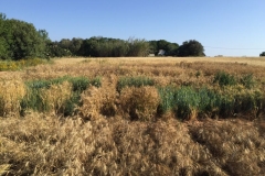 11-vivero-de-trigos