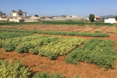 13-ensayo-de-garbanzos-y-guisantes