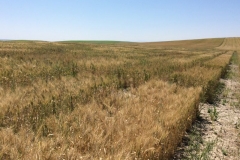 01-ensayo-en-cordoba