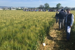 05-ensayo-fungicidas-sat