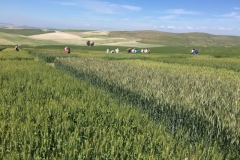 14-panoramica-ensayo-encineno