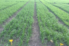 16-ensayo-de-riego-naciendo