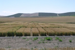 18-ensayo-riego-agrov-2016_4